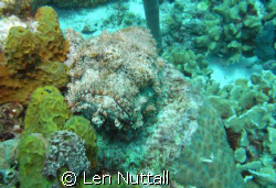 Hey!  What are you looking at.  Scorpion fish, I believe... by Len Nuttall 